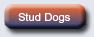 Staffordshire Bull Terrier stud dogs