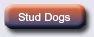 Bloodhound stud dogs