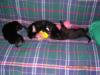 HyperLink