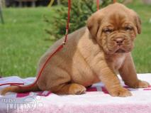 turner and hooch breed mastiff for sale turner and hooch ch turner and hooch breed mastiff for sale turner and hooch ch