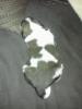 HyperLink